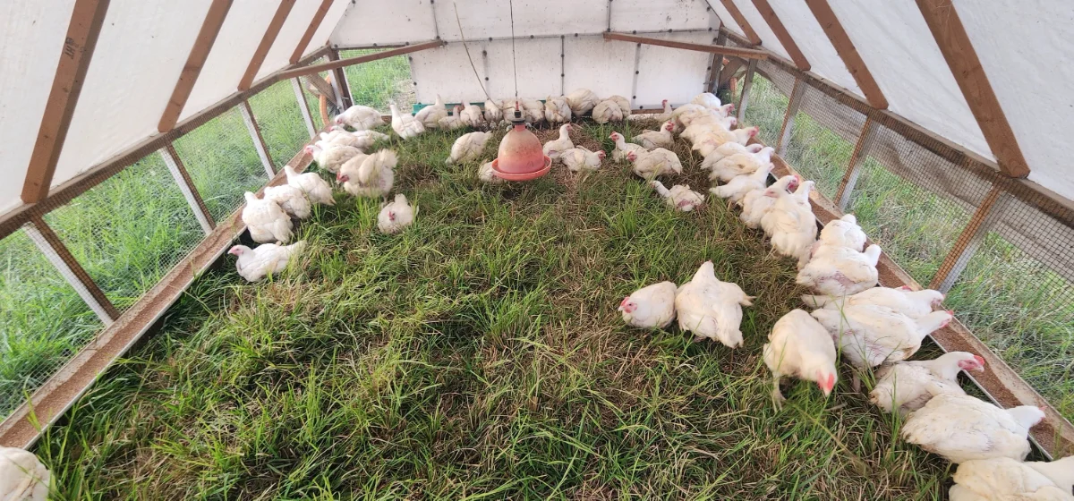 Our pasture raised chickens foraging around on grass.