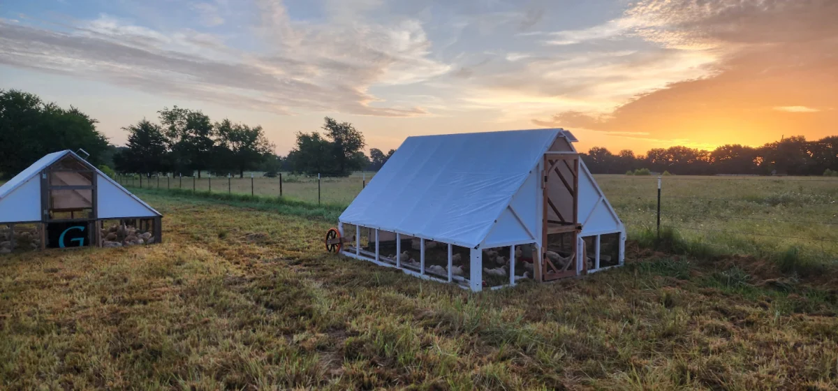 Beautiful morning on the farm getting ready to move the chickens.